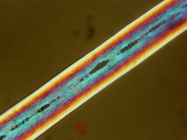 Microscopio per esaminare peli di mammiferi